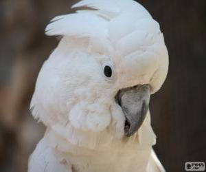 yapboz Beyaz kakadu